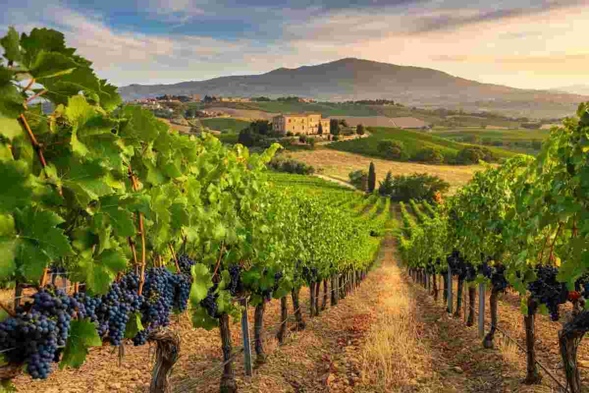 Scopri il gusto unico del Nero d'Avola 2022 dalla Sicilia