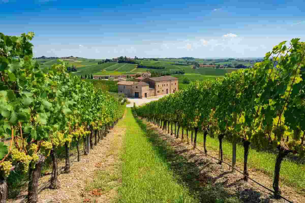 Scopri il sapore unico del Pecorino Bio di Offida 2023