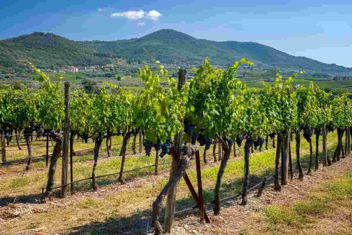 Scopri sette vini campani sorprendenti al Vinitaly