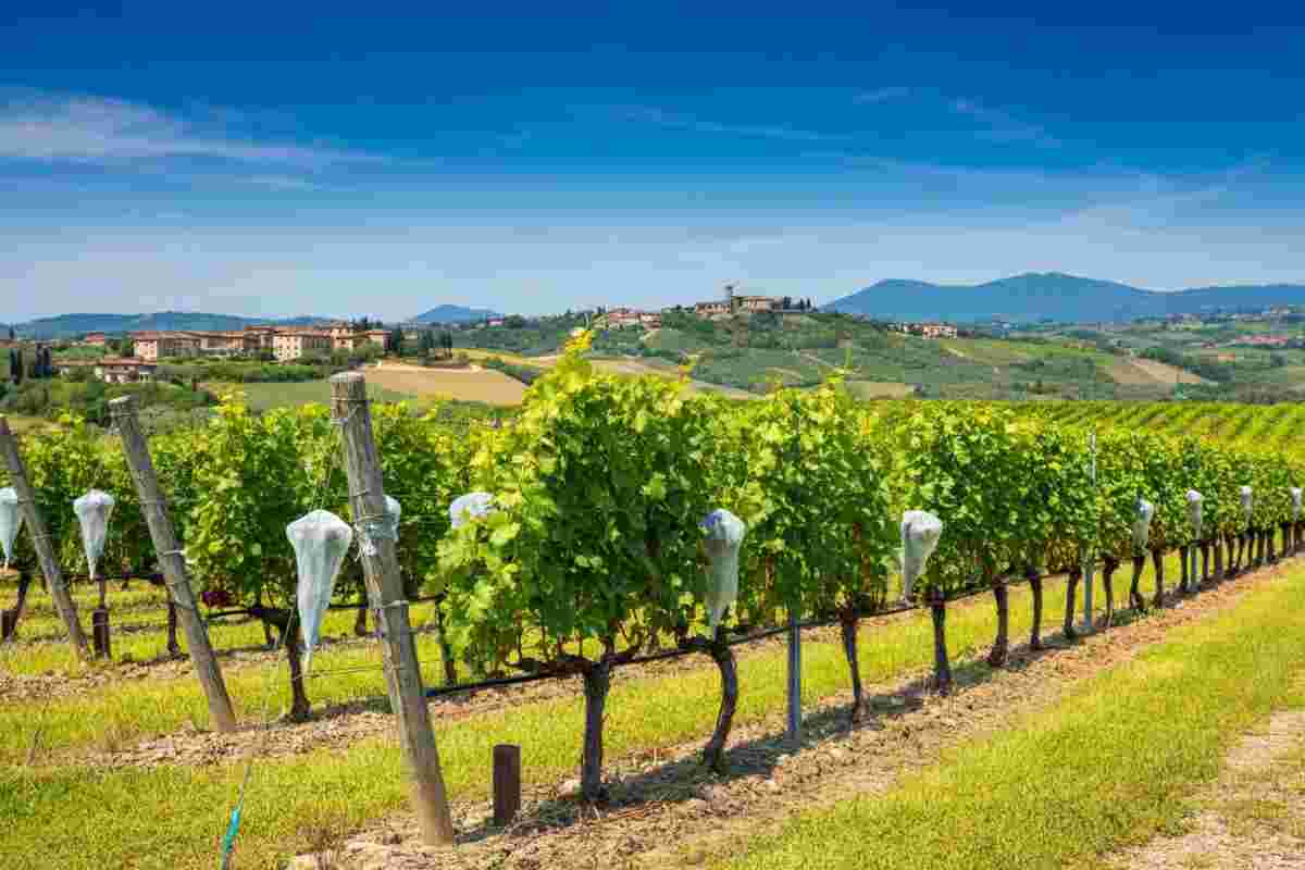 Sperimentazione sulle Tea in viticoltura: l'Italia a rischio di auto-sabotaggio