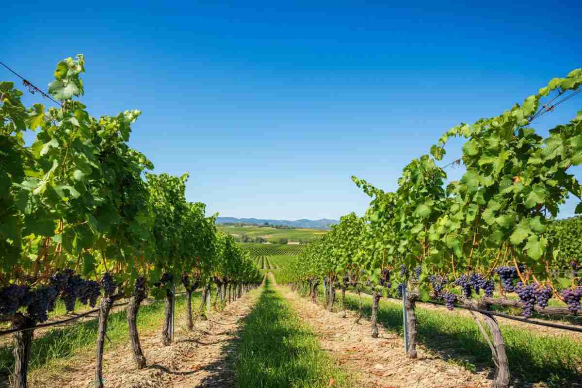 Vino: la produzione e i consumi globali ai livelli più bassi in sei decenni