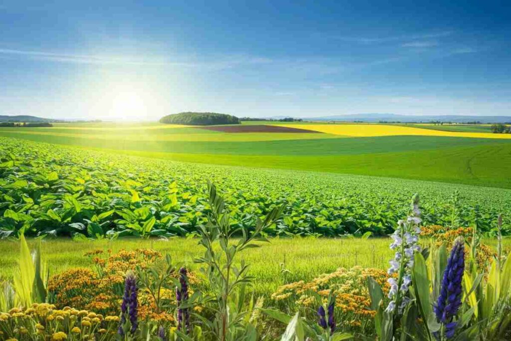 Agricoltura rigenerativa: la chiave per un futuro sostenibile nel settore primario