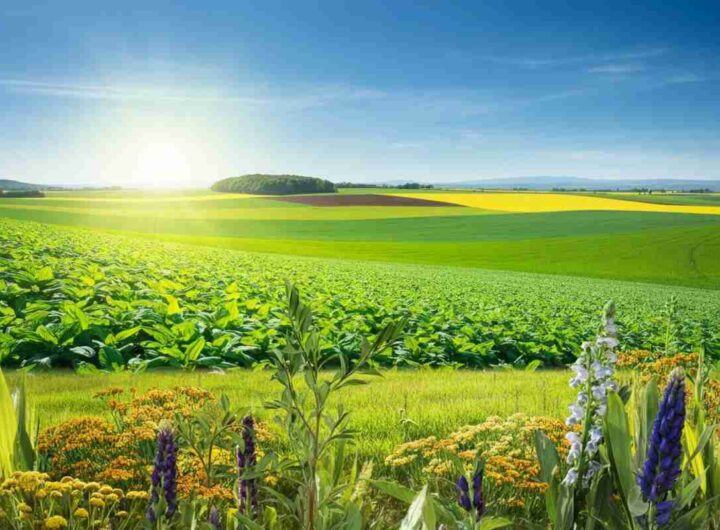 Agricoltura rigenerativa: la chiave per un futuro sostenibile nel settore primario