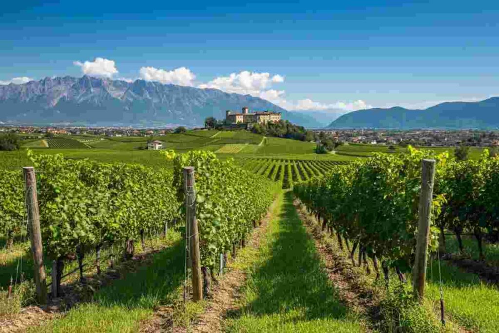 Alto Adige trionfa al Concorso Nazionale del Pinot Nero 2025