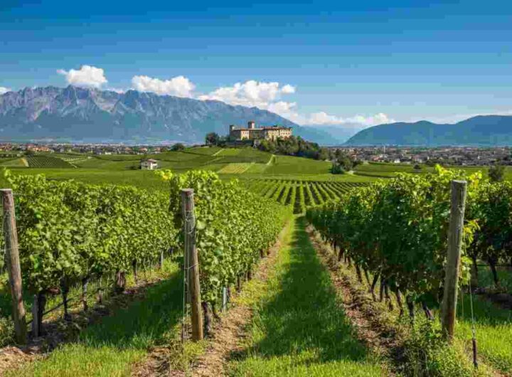 Alto Adige trionfa al Concorso Nazionale del Pinot Nero 2025