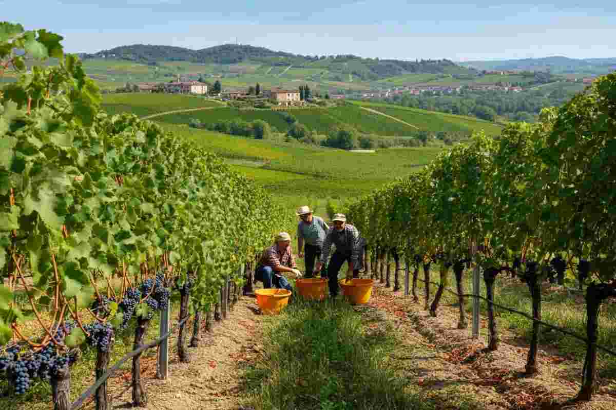 Bando OCM Vino 2025-2026: la filiera e FIVI tracciano la rotta del futuro