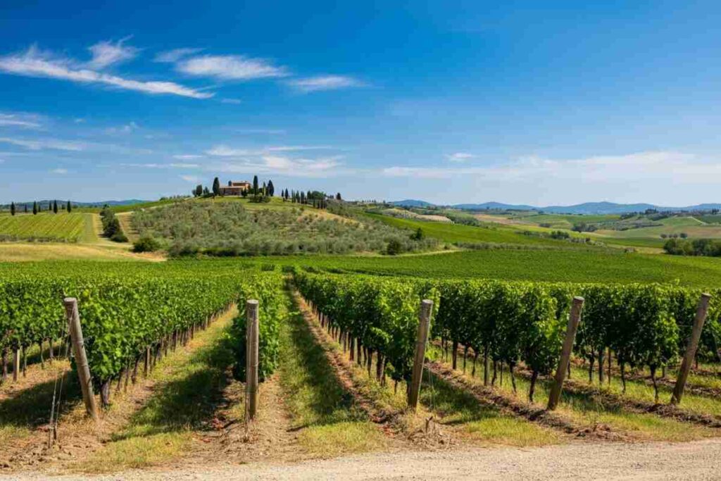 Brunello di Montalcino: il nuovo CdA si prepara a eleggere il presidente a maggio