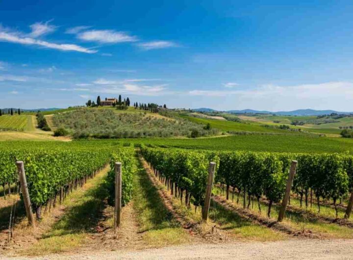 Brunello di Montalcino: il nuovo CdA si prepara a eleggere il presidente a maggio