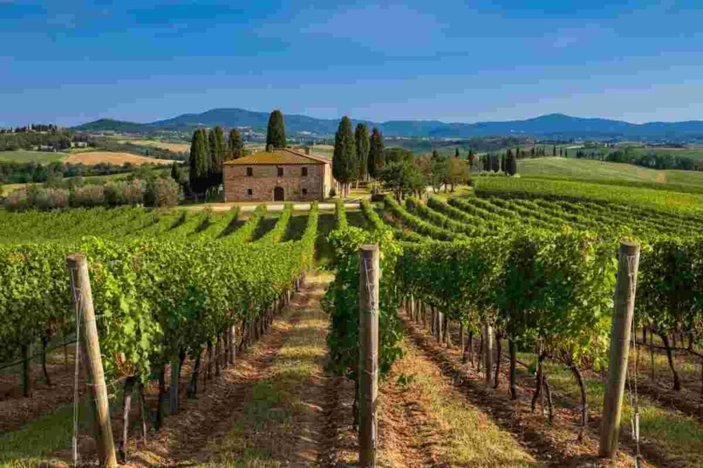 Brunello secondo Campogiovanni: un viaggio nell'arte di P#327