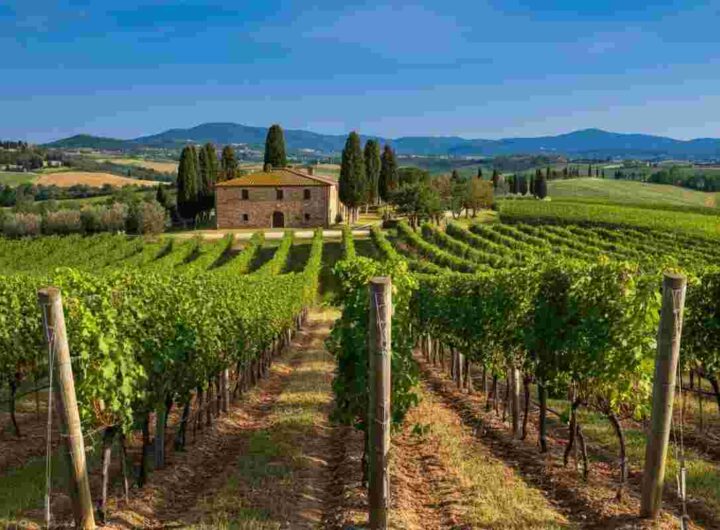 Brunello secondo Campogiovanni: un viaggio nell'arte di P#327