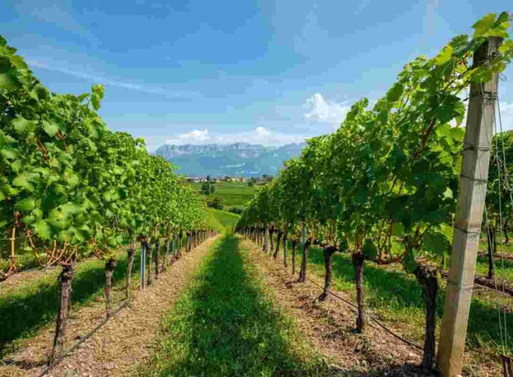 CIVIT e la scoperta dei vitigni PIWI in Trentino: verso vini sostenibili e innovativi