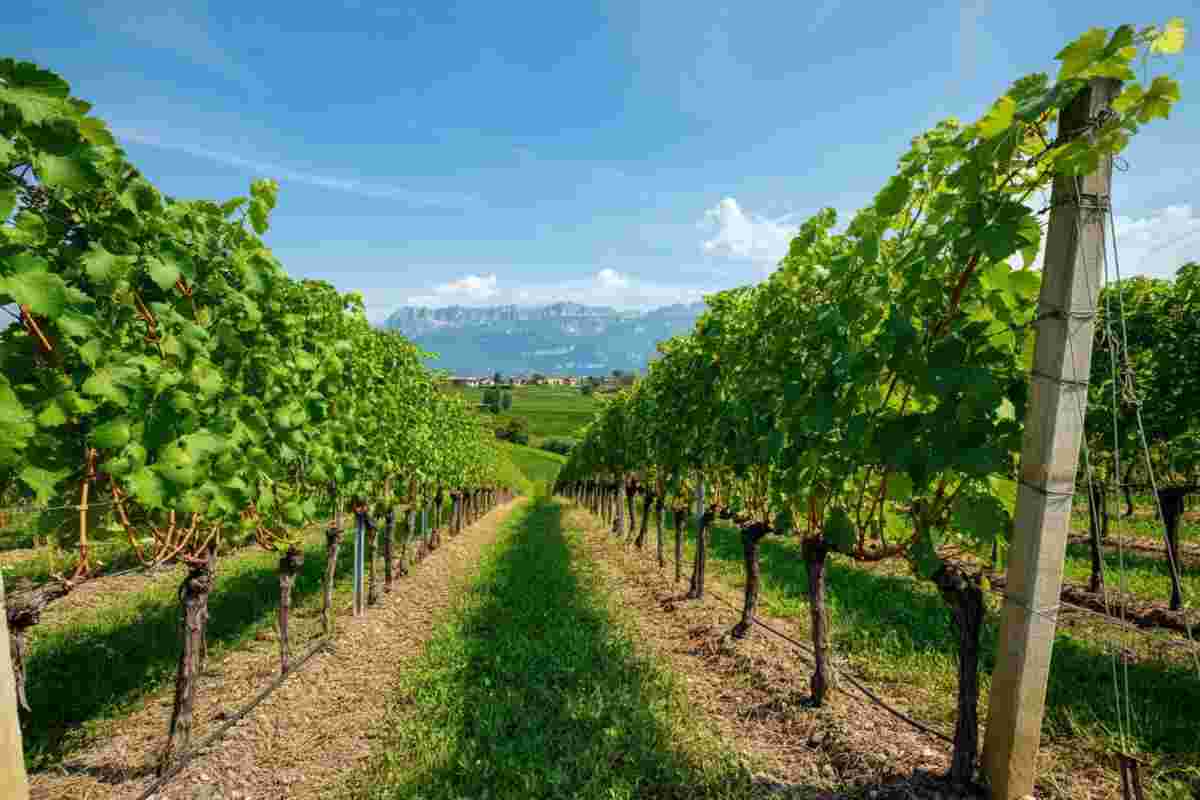 CIVIT e la scoperta dei vitigni PIWI in Trentino: verso vini sostenibili e innovativi