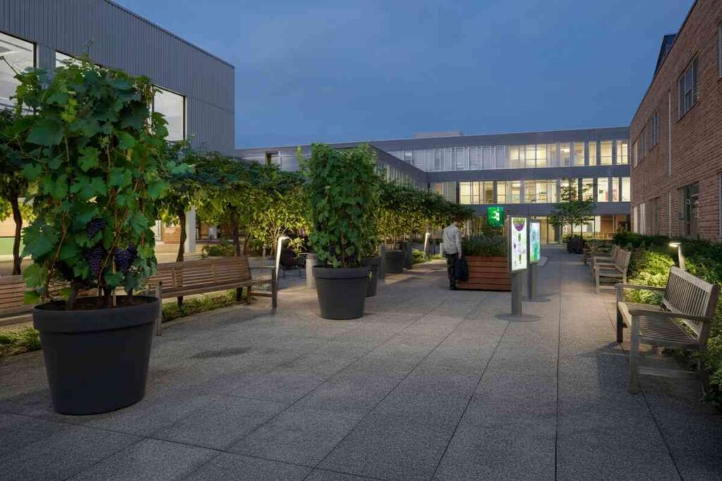 Campus Grapes: il Politecnico di Torino lancia la sua prima barbatella dopo aver raccolto 90.000 euro