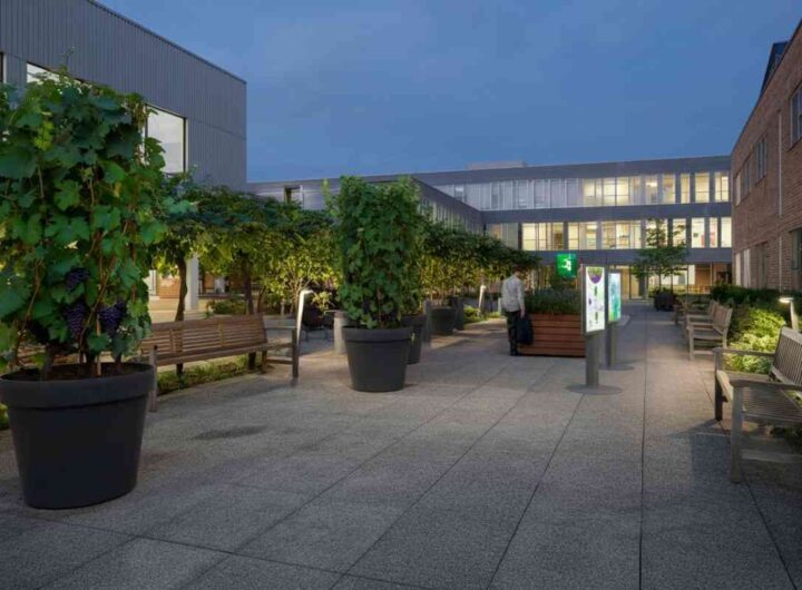 Campus Grapes: il Politecnico di Torino lancia la sua prima barbatella dopo aver raccolto 90.000 euro