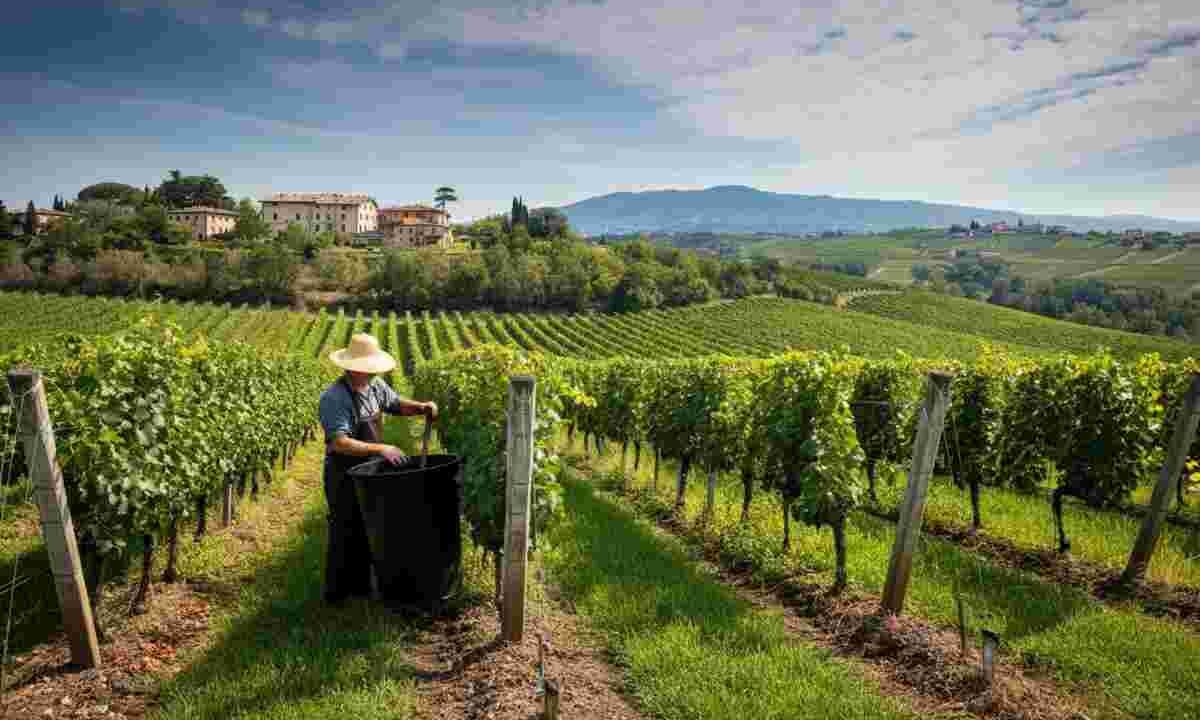 Carbogain: come gli scarti agricoli diventano risorse preziose per i vigneti