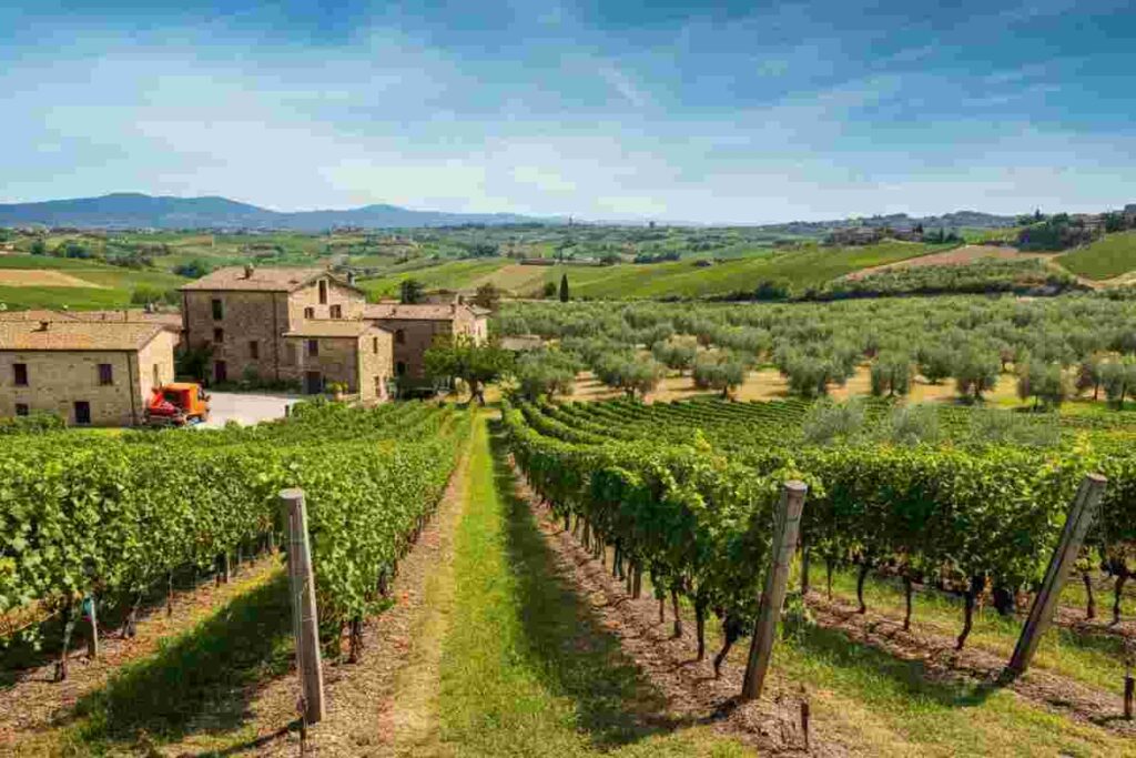Crescita sorprendente nei distretti agroalimentari: vino in aumento del 4% e olio del 40,9% nonostante l'incognita dazi