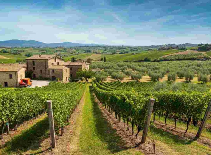 Crescita sorprendente nei distretti agroalimentari: vino in aumento del 4% e olio del 40,9% nonostante l'incognita dazi