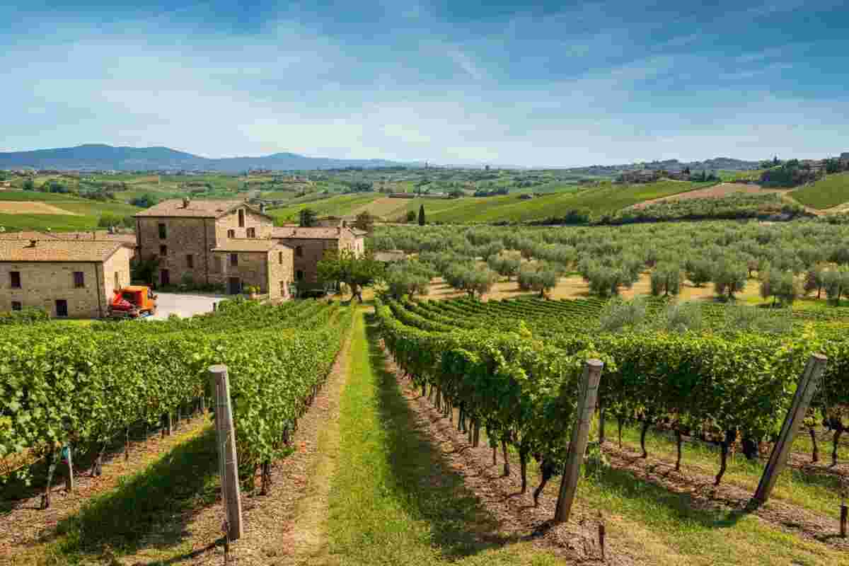 Crescita sorprendente nei distretti agroalimentari: vino in aumento del 4% e olio del 40,9% nonostante l'incognita dazi