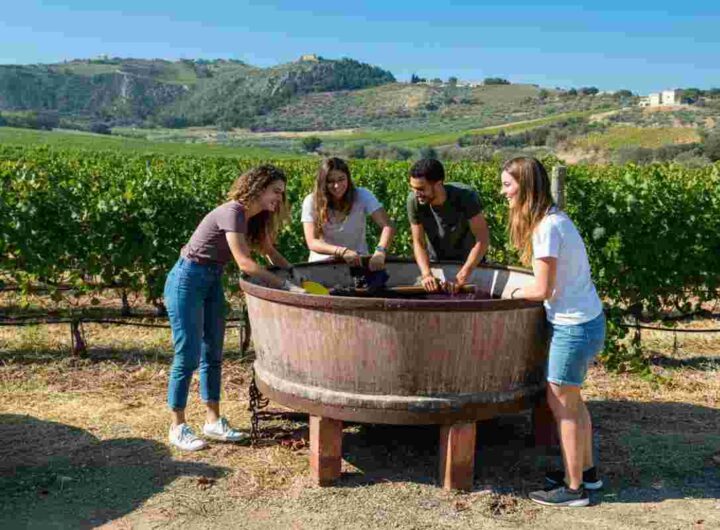 Dalla scuola alla vigna: la straordinaria avventura di due viticoltori a Vittoria