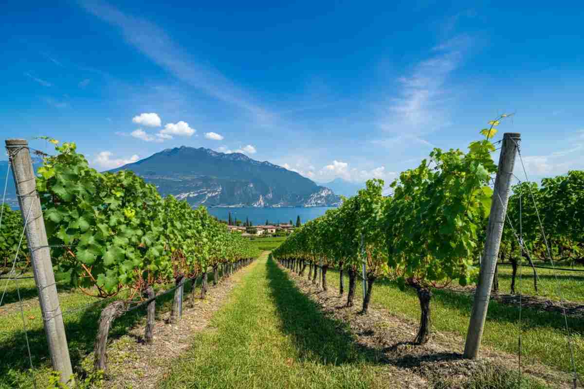 Damiano Bergamini: il potere dei PIWI per una sostenibilità autentica