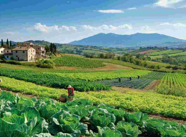 Demeter e il futuro del biologico in Italia: una crescita sostenibile