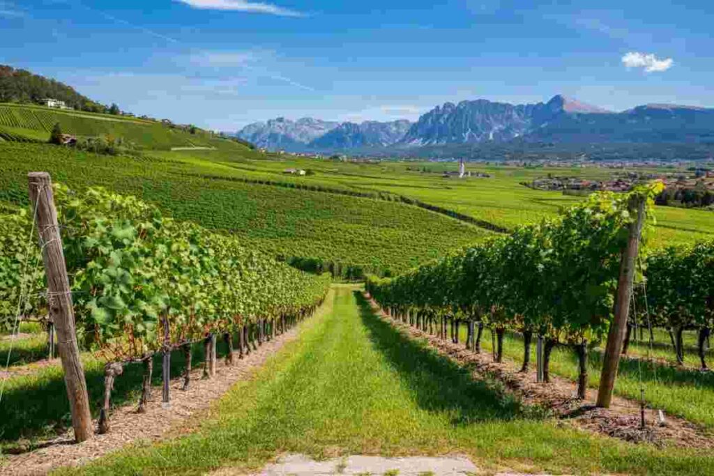 Doc Alto Adige: un viaggio di 50 anni nell'enoturismo da celebrare