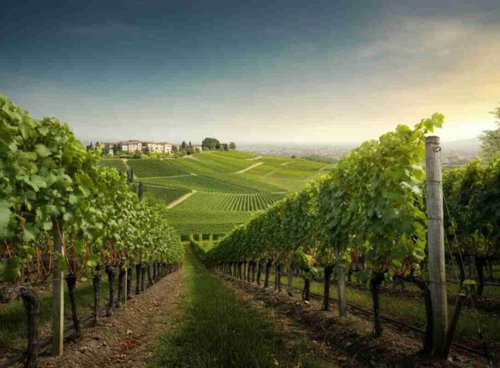 Emanuele Rabotti assume la presidenza del Consorzio del Franciacorta: un nuovo inizio per il vino italiano