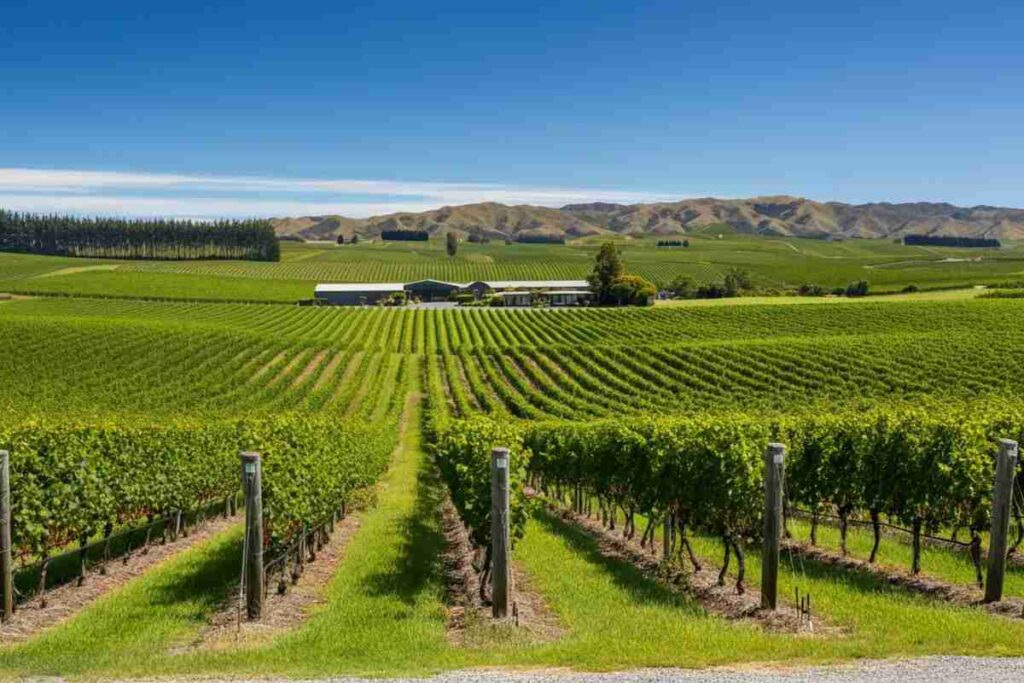 Esplorando i tesori nascosti delle cantine e dei vigneti neozelandesi