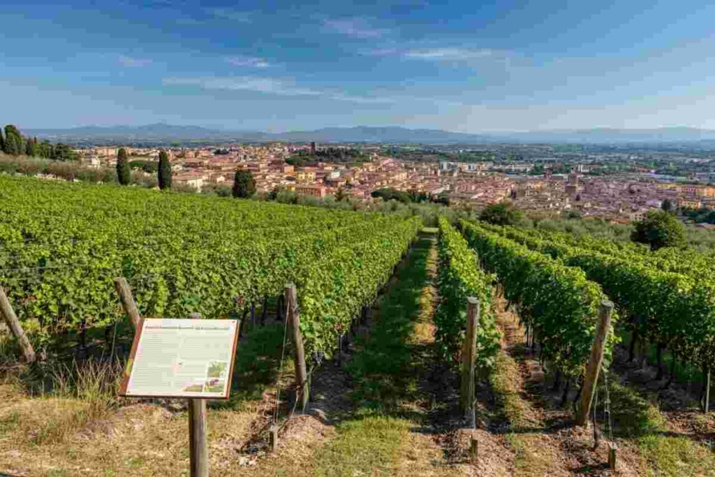 Firenze si trasforma in una capitale del vino con l'“urban vineyard” a Piazzale Michelangelo