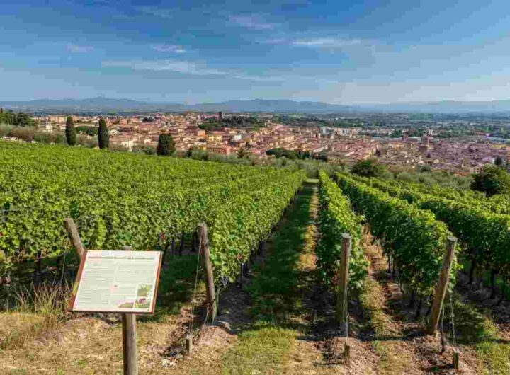Firenze si trasforma in una capitale del vino con l'“urban vineyard” a Piazzale Michelangelo
