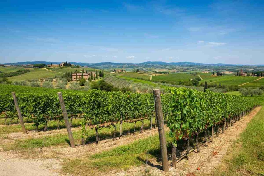 Francesco Sorelli assume la direzione del Consorzio Chianti Rufina: una nuova era per il vino toscano