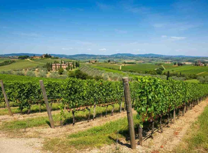 Francesco Sorelli assume la direzione del Consorzio Chianti Rufina: una nuova era per il vino toscano