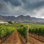 I viticoltori di Constantia combattono le fiamme per salvare la vendemmia 2025