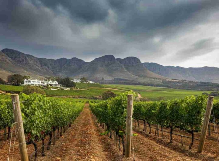I viticoltori di Constantia combattono le fiamme per salvare la vendemmia 2025