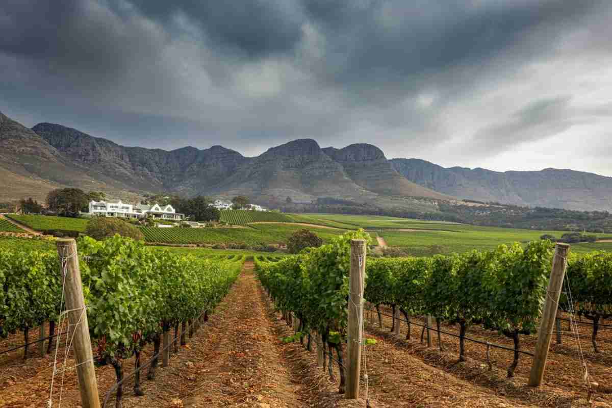 I viticoltori di Constantia combattono le fiamme per salvare la vendemmia 2025