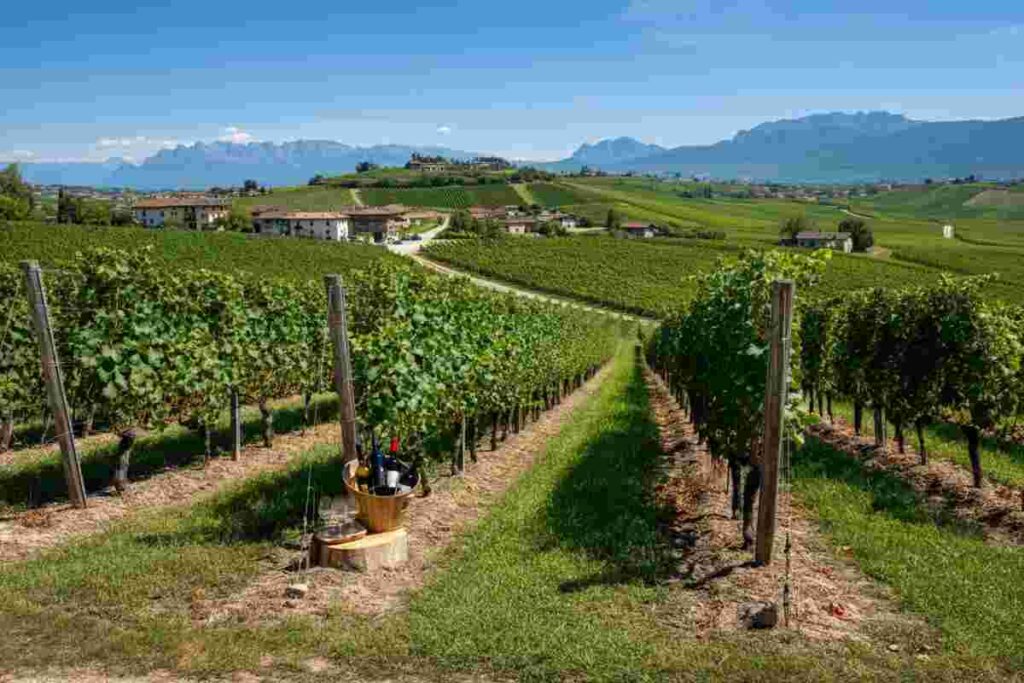 Il Ludwig di Elena Walch: il Pinot Nero d’Italia che conquista il podio dell’Alto Adige