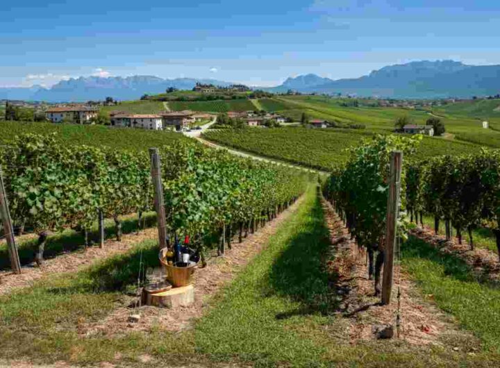 Il Ludwig di Elena Walch: il Pinot Nero d’Italia che conquista il podio dell’Alto Adige