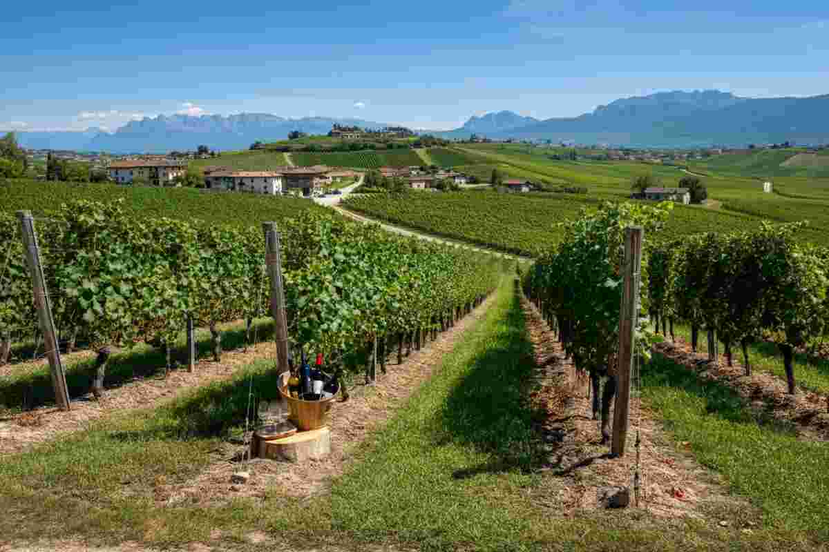 Il Ludwig di Elena Walch: il Pinot Nero d’Italia che conquista il podio dell’Alto Adige