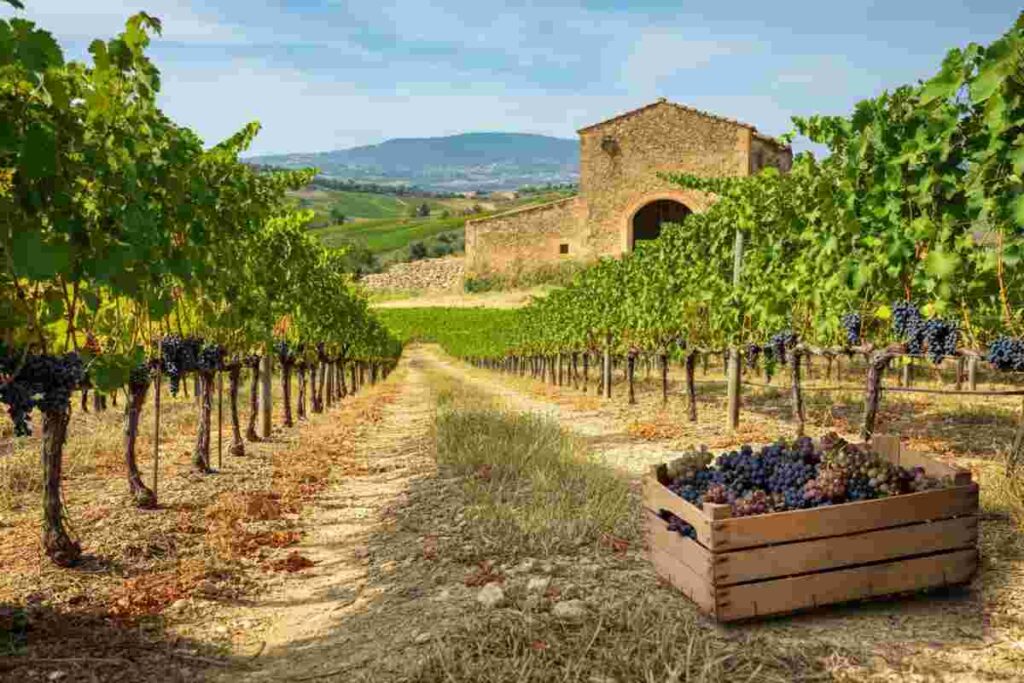 Il fascino del Mamertino di Milazzo: alla scoperta del Casale di Mimmo Paone