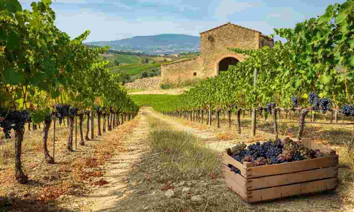 Il fascino del Mamertino di Milazzo: alla scoperta del Casale di Mimmo Paone