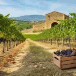 Il fascino del Mamertino di Milazzo: alla scoperta del Casale di Mimmo Paone