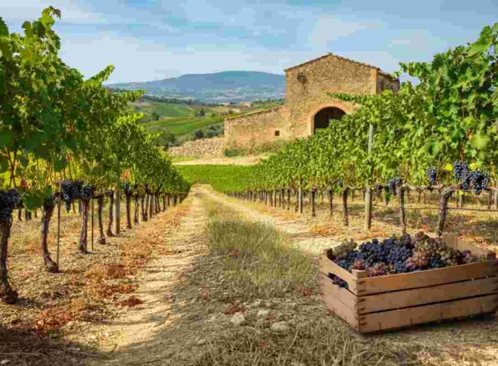 Il fascino del Mamertino di Milazzo: alla scoperta del Casale di Mimmo Paone