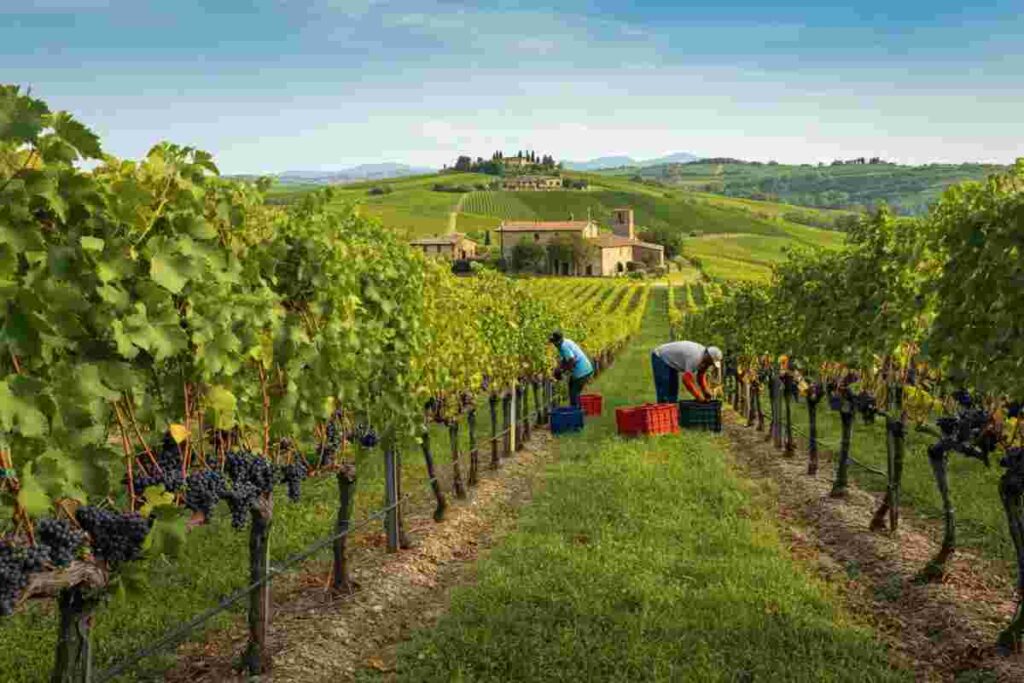 Il futuro del vino italiano negli USA: allerta da Confcooperative