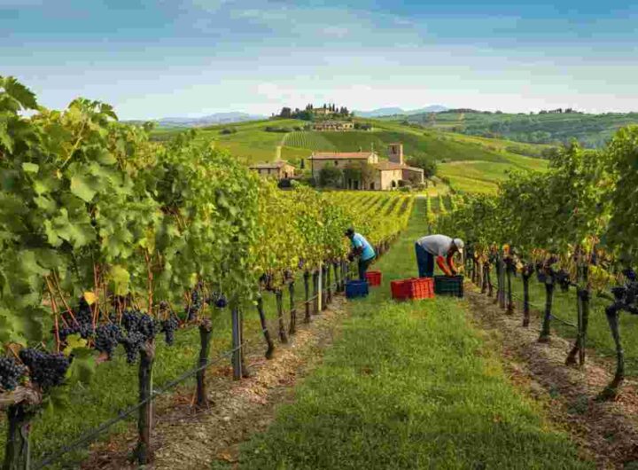 Il futuro del vino italiano negli USA: allerta da Confcooperative