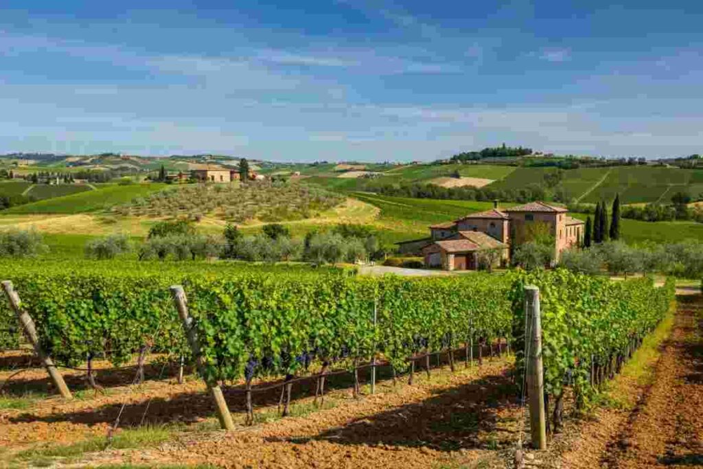 Il giovane professore che conquista con un Verdicchio da record