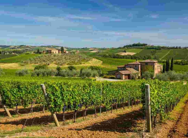 Il giovane professore che conquista con un Verdicchio da record