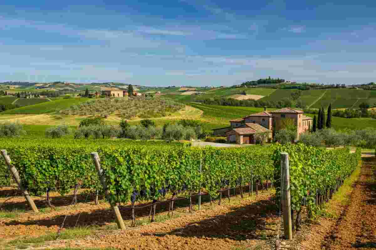 Il giovane professore che conquista con un Verdicchio da record