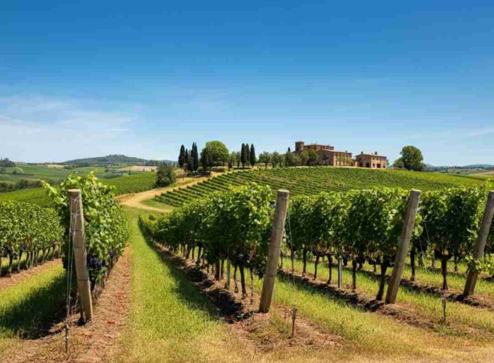 Il progetto PRECISIAMO: un viaggio nel cuore del Morellino di Scansano