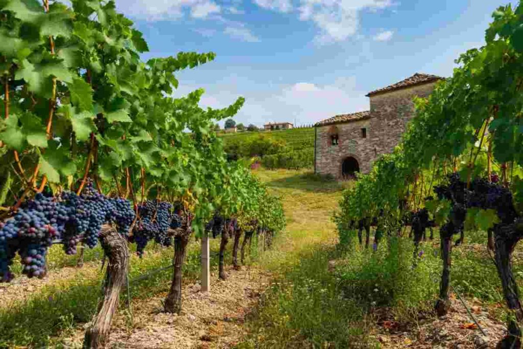 La Tintilia del Molise: un successo che conquista Vienna
