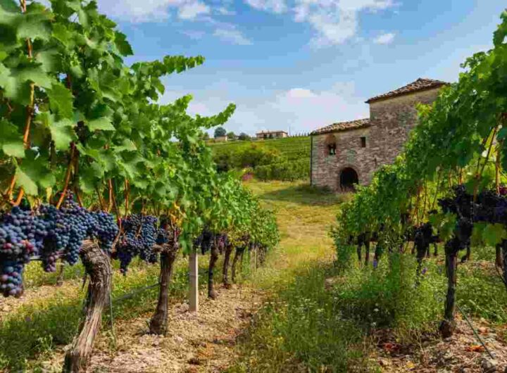 La Tintilia del Molise: un successo che conquista Vienna
